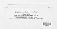 Ramularia orontii image